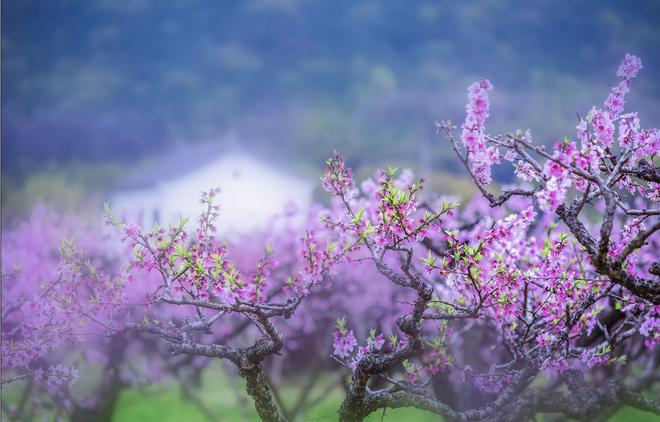 春風(fēng)解花語(yǔ) 疑是故人來(lái)